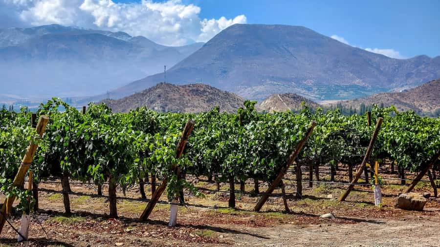 From Villa de Leyva: Vineyard Tour - Key Points