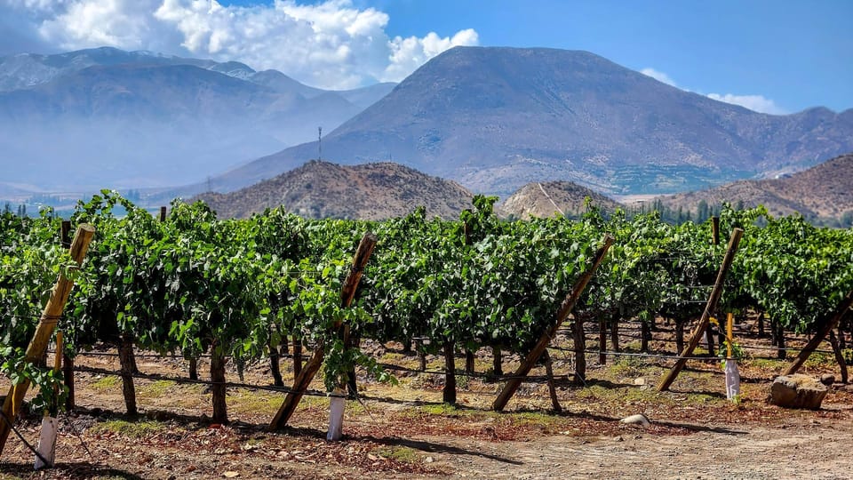 From Villa de Leyva: Vineyard Tour - FAQs