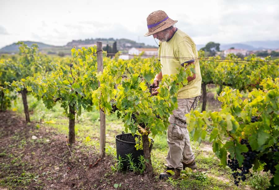 From Villa de Leyva: Vineyard Tour - Exploring Colombia’s Vineyard Scene from Villa de Leyva