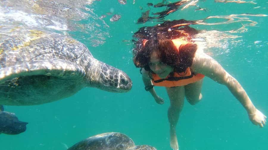 Mancora: Swimming and bathing with turtles | Entrance | - Key Points
