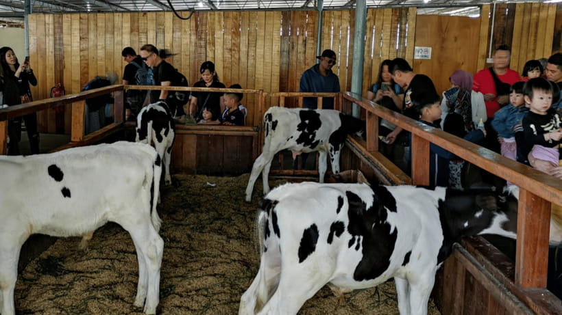 Sabah: Kundasang Nature Day Tour - Summary: The Real Deal in Kundasang