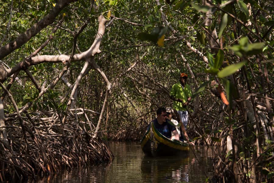 La Boquilla: 3-Hour Canoe Tour through the Mangroves - Discover the Hidden Side of Cartagena: La Boquilla’s 3-Hour Canoe Tour through the Mangroves