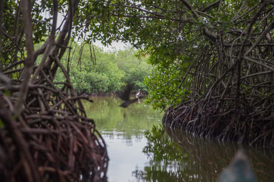 La Boquilla: 3-Hour Canoe Tour through the Mangroves - Key Points