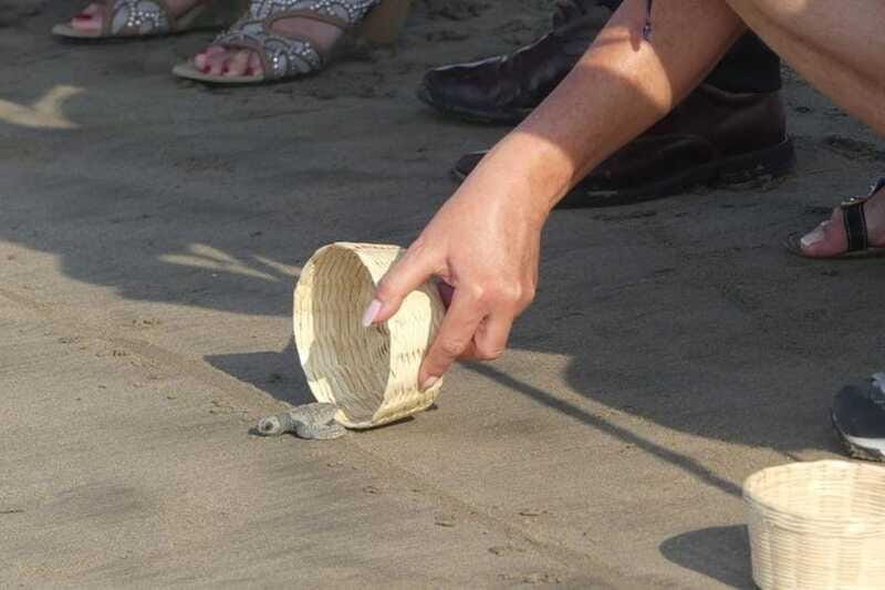 -Acapulco: 6hr City Tour & Turtle Release & High Diver Show - Price and Value Analysis