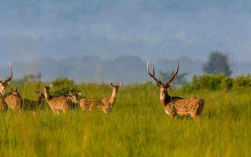 From Kathmandu/Pokhara: 3-Day Chitwan National Park Tour - Day 1 Activities: Wildlife and Sunset Viewing