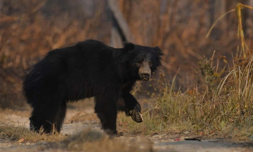From Kathmandu/Pokhara: 3-Day Chitwan National Park Tour - Key Points