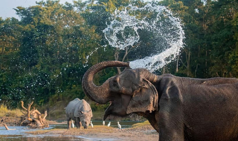 From Kathmandu/Pokhara: 3-Day Chitwan National Park Tour - Potential Drawbacks