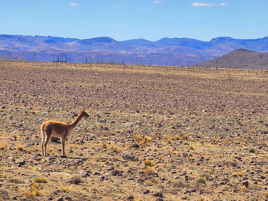 From Puno: 2-Day Tour to Colca Canyon ending in Arequipa - The Sum Up