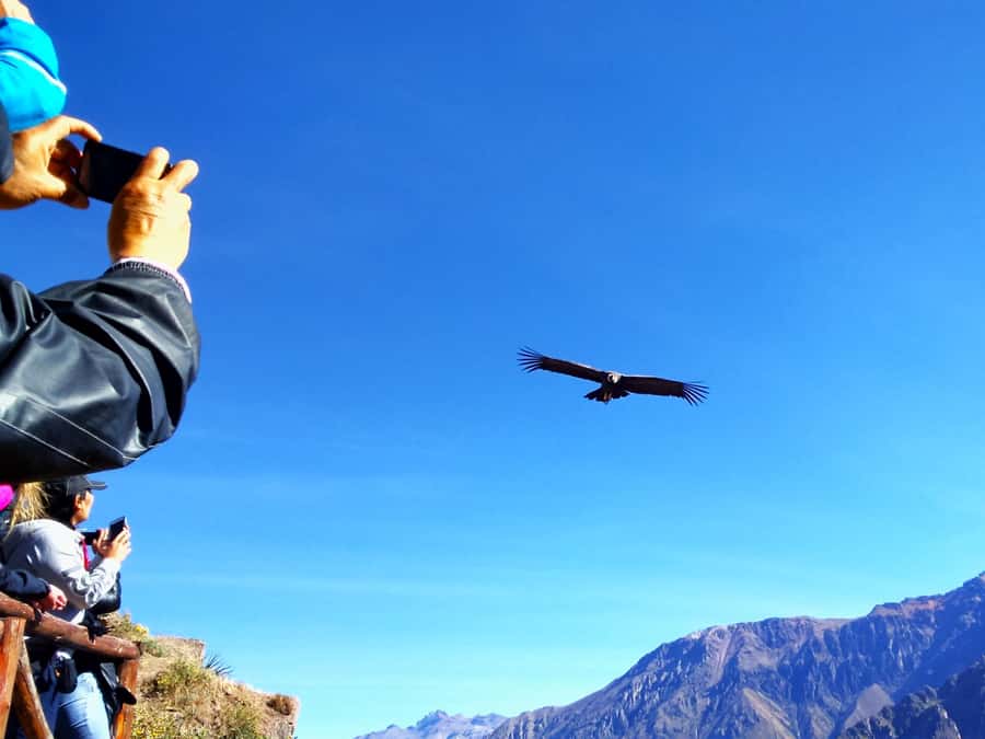 From Puno: 2-Day Tour to Colca Canyon ending in Arequipa - Authenticity & Real Traveler Insights