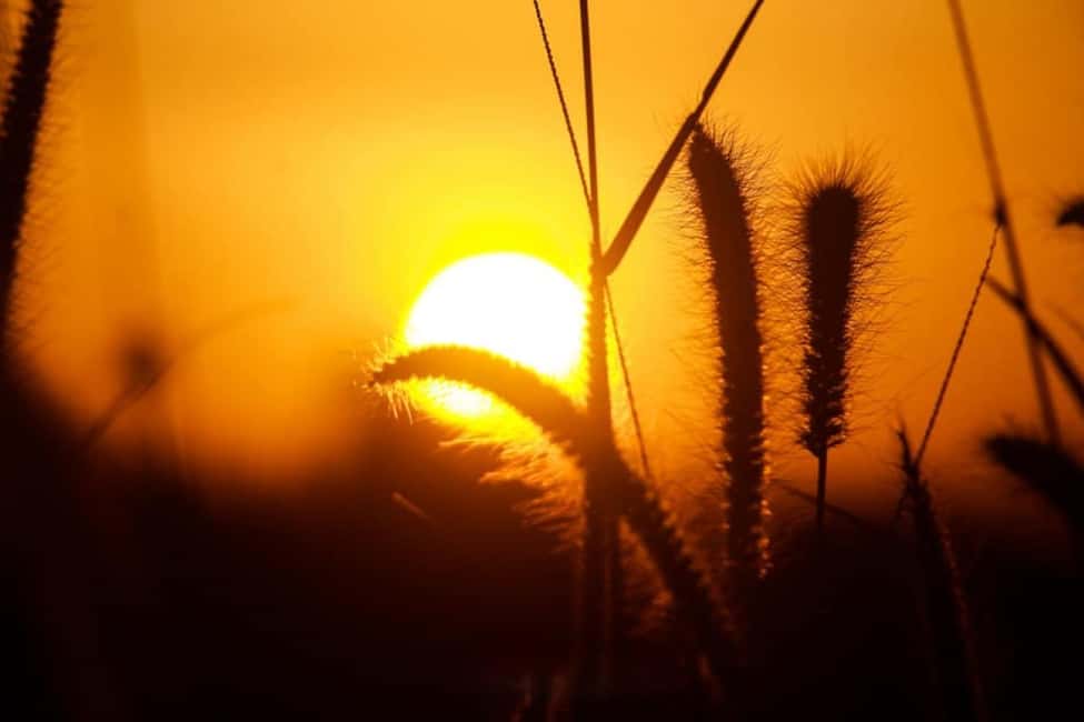 From Ella : Waterfalls, Nine Arch Bridge, Little Adam's Peak - Who Will Love This Tour?