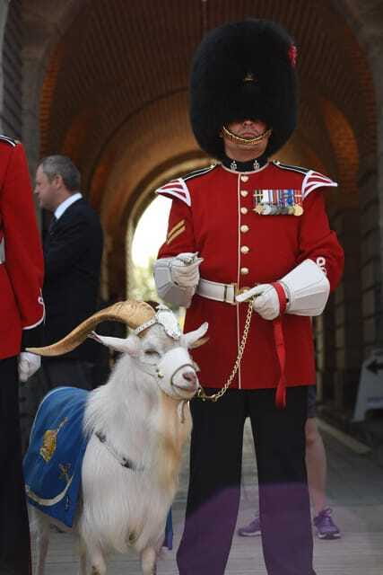 Quebec: La Citadelle de Québec Ticket and Guided Tour - Authentic Reviews and Traveler Feedback