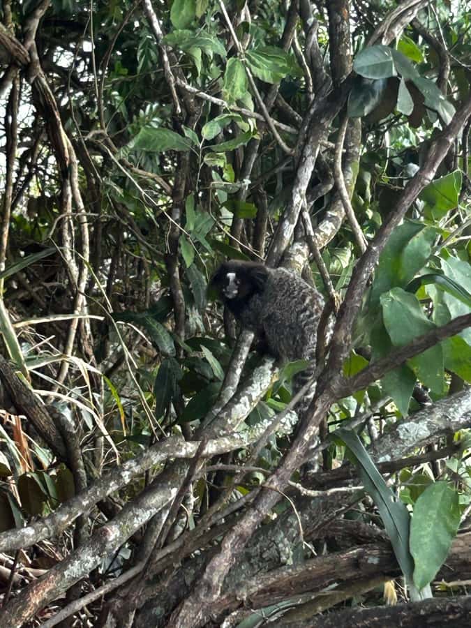 Rio De Janeiro: SUGARLOAF MOUNTAIN HIKE & CLIMB - Key Points