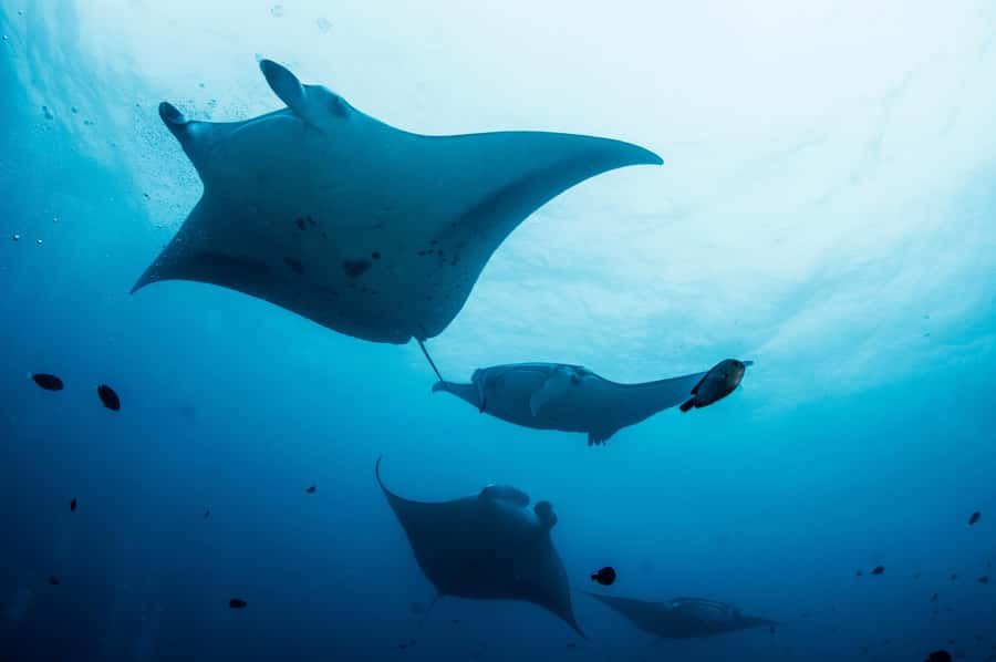 Bali/Nusa Penida: Manta Point Snorkel Boat & West Coast Tour - Exploring Nusa Penida’s Marine and Land Wonders