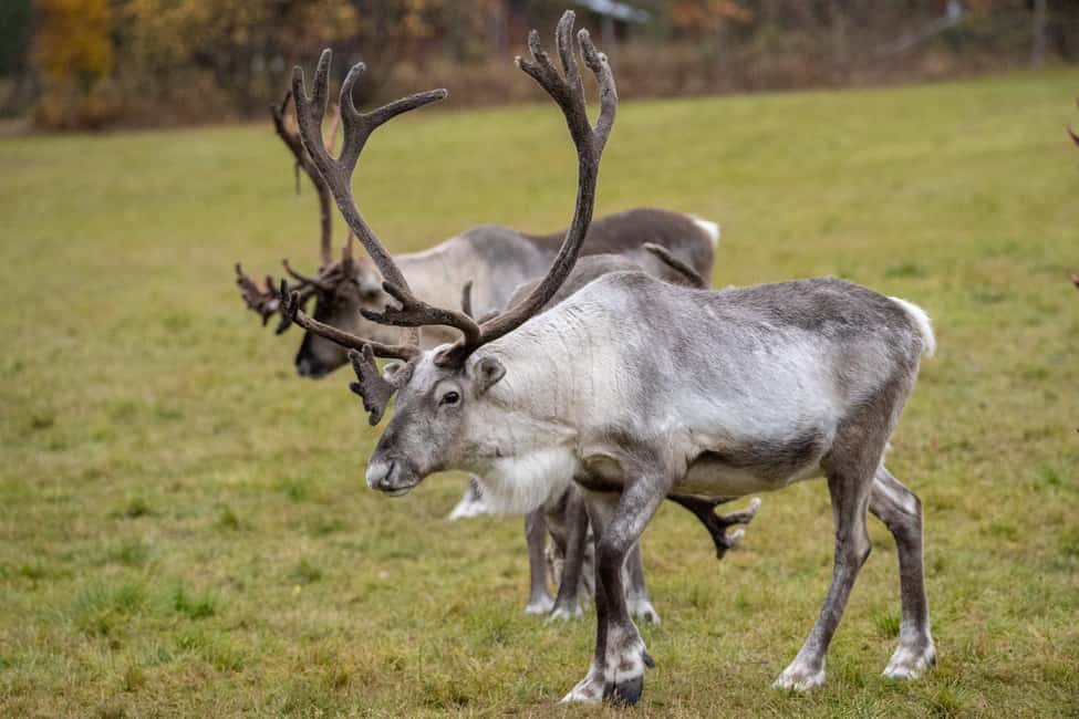 Rovaniemi: E-fatbike Trip to the Reindeer Farm - A Few Considerations