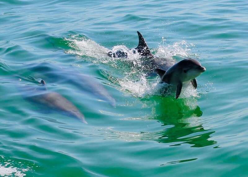 Tarpon Springs: Evening Dolphin Cruise - A Closer Look at the Experience