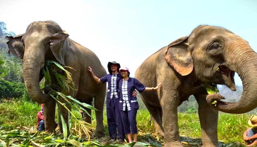 From Chiang Mai: Chiang Mai Elephant Care Morning Program - The Sum Up