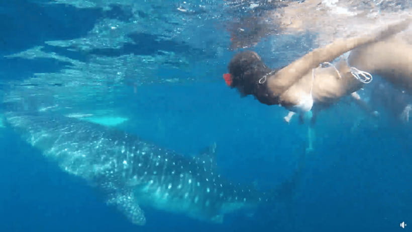 Cebu: Whale Shark Oslob and Moalboal Snorkeling Adventure - Key Points