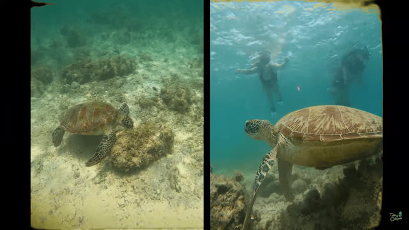 Cebu: Whale Shark Oslob and Moalboal Snorkeling Adventure - Final Thoughts: Who Will Love This Tour?