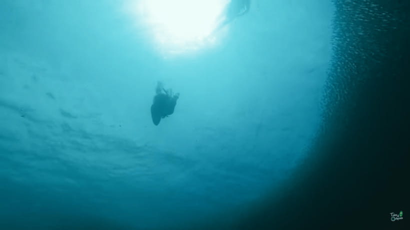 Cebu: Whale Shark Oslob and Moalboal Snorkeling Adventure - FAQ