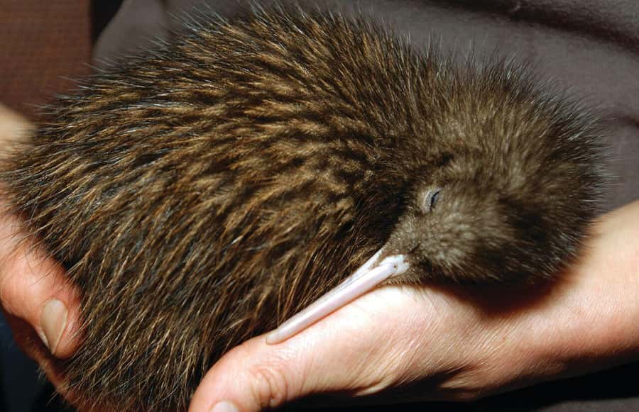 Auckland: Full-Day Trip to Rotorua Geothermal Valley - FAQs