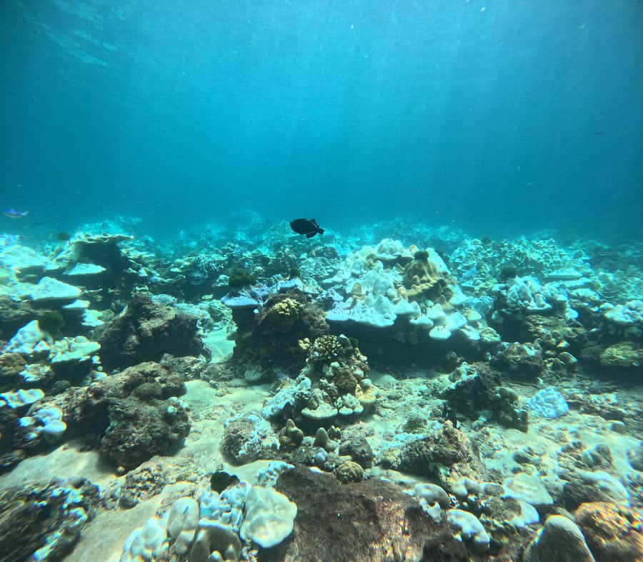 Phuket: Racha Islands 3 scuba dives boat trip PADI GoPro - FAQs