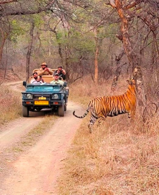 Sawai Madhopur: Ranthambore National Park Guided Jeep Safari - The Sum Up: Is It Worth It?