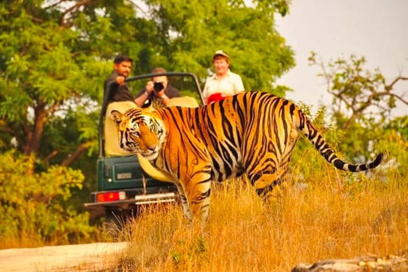 Sawai Madhopur: Ranthambore National Park Guided Jeep Safari - What to Expect on the Safari
