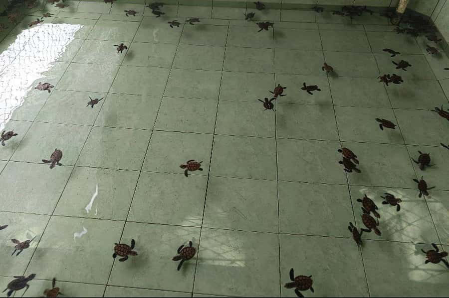 Gili Snorkeling Tour With GOPRO, Visit Turtles Sanctuary - Adventure on the West Coast