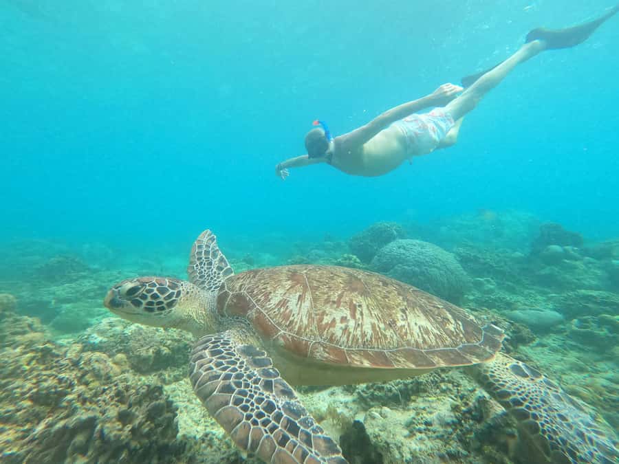 Gili Snorkeling Tour With GOPRO, Visit Turtles Sanctuary - Practical Details & What to Expect