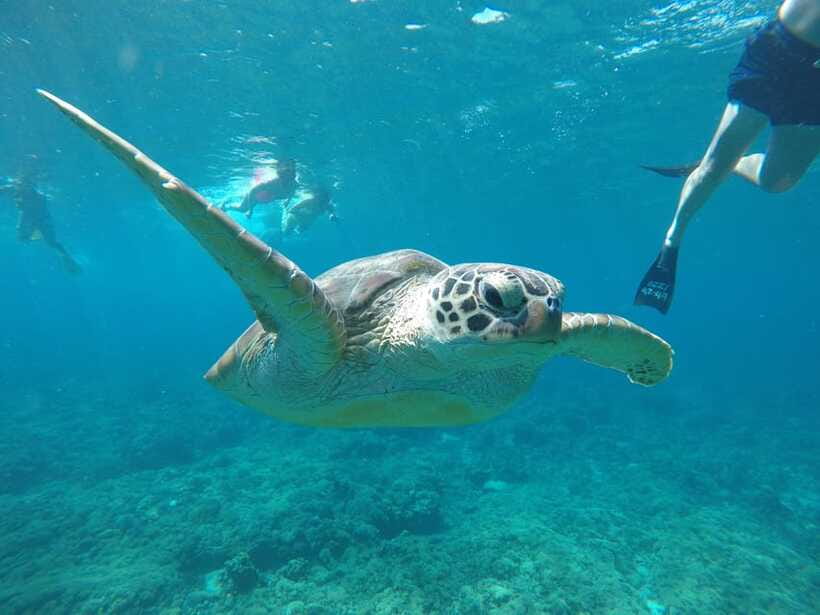 Gili Snorkeling Tour With GOPRO, Visit Turtles Sanctuary - Lunch and Island Visits