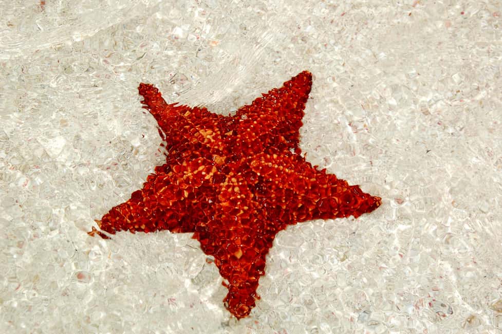 Saona Special Tour: Four Beaches & Canto Experience - Key Points