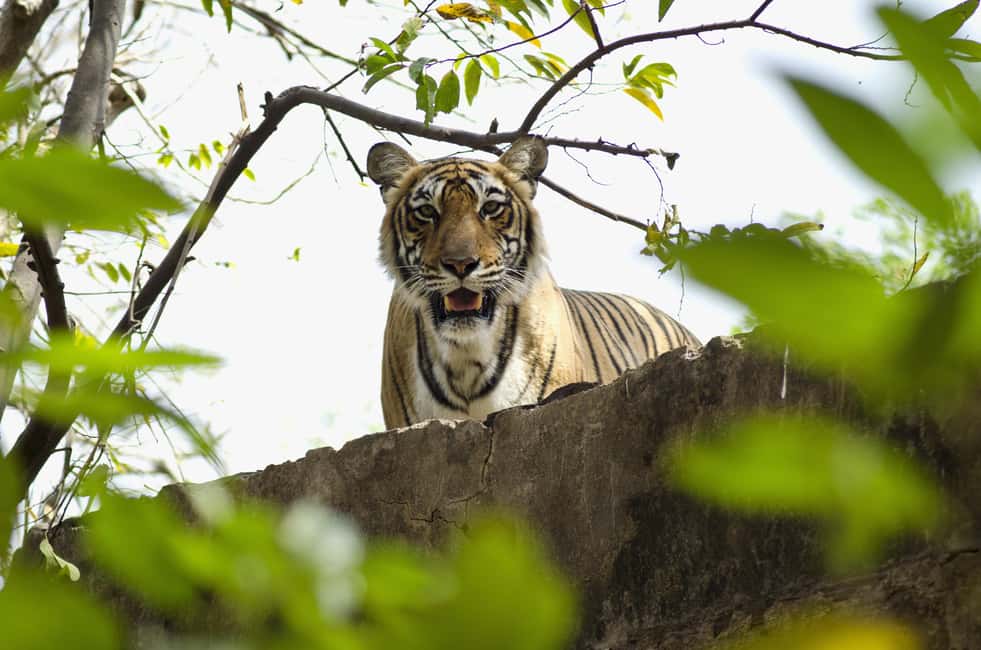 Delhi: 2-Day Jim Corbett Safari Adventure - Day 2: Morning Safari and Return to Delhi