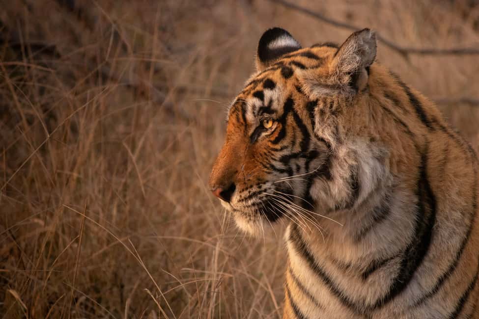 Delhi: 2-Day Jim Corbett Safari Adventure - Day 1: Safari and Relaxation