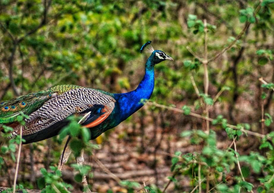 Delhi: 2-Day Jim Corbett Safari Adventure - Who Would Benefit from This Tour?