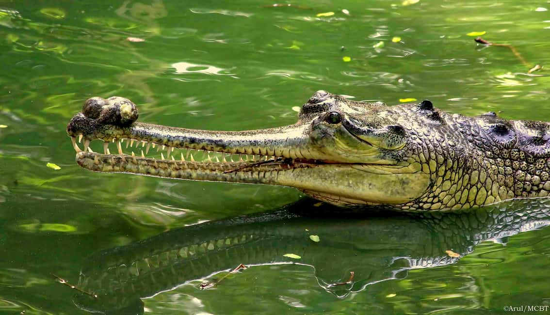 Private Day Tour: From Chennai to Mahabalipuram and beyond - Reptile Conservation at Crocodile Bank
