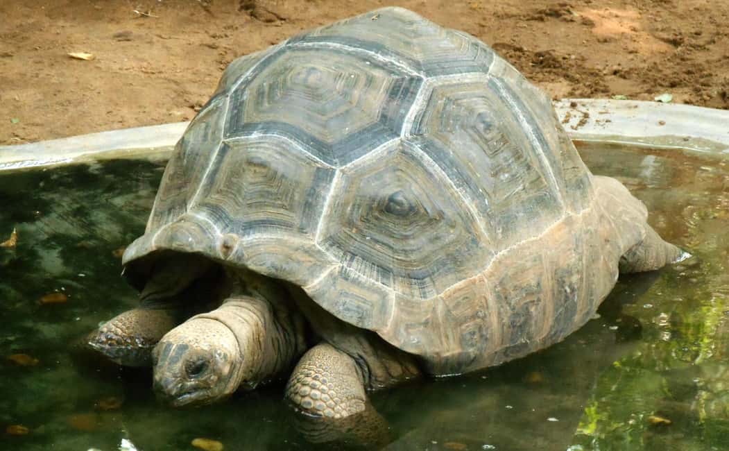 Private Day Tour: From Chennai to Mahabalipuram and beyond - Return to Chennai