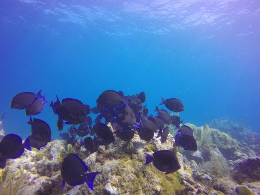 Key Largo: Molasses Reef Novice to Intermediate Dive - An In-Depth Look at the Molasses Reef Tour
