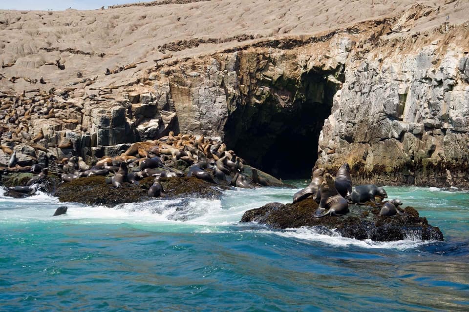 LIMA|| Enjoy an exciting excursion to the Palomino Islands - Frequently Asked Questions
