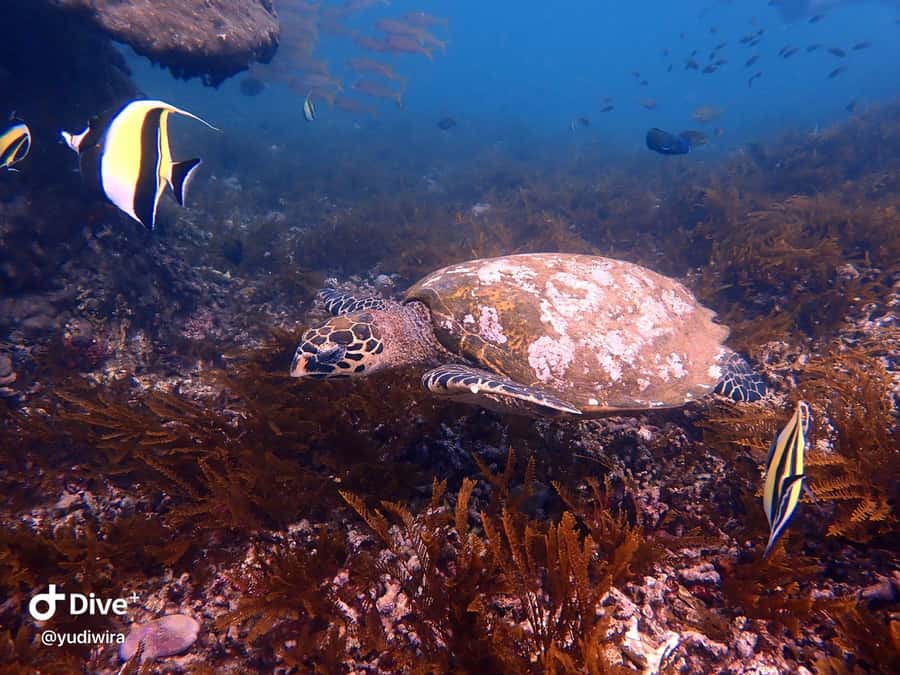 Blue Lagoon and Tanjung Jepun Snorkeling Tour - The Return and Relaxation