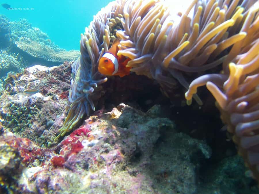 Blue Lagoon and Tanjung Jepun Snorkeling Tour - Who Are These Tours Perfect For?