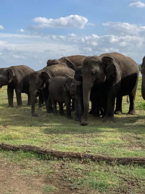 Evening Safari at Minneriya National park with Hotel Pickup - An In-Depth Review of the Minneriya Evening Safari