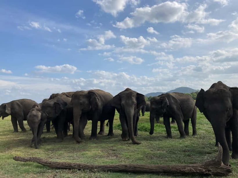 Evening Safari at Minneriya National park with Hotel Pickup - Final Thoughts