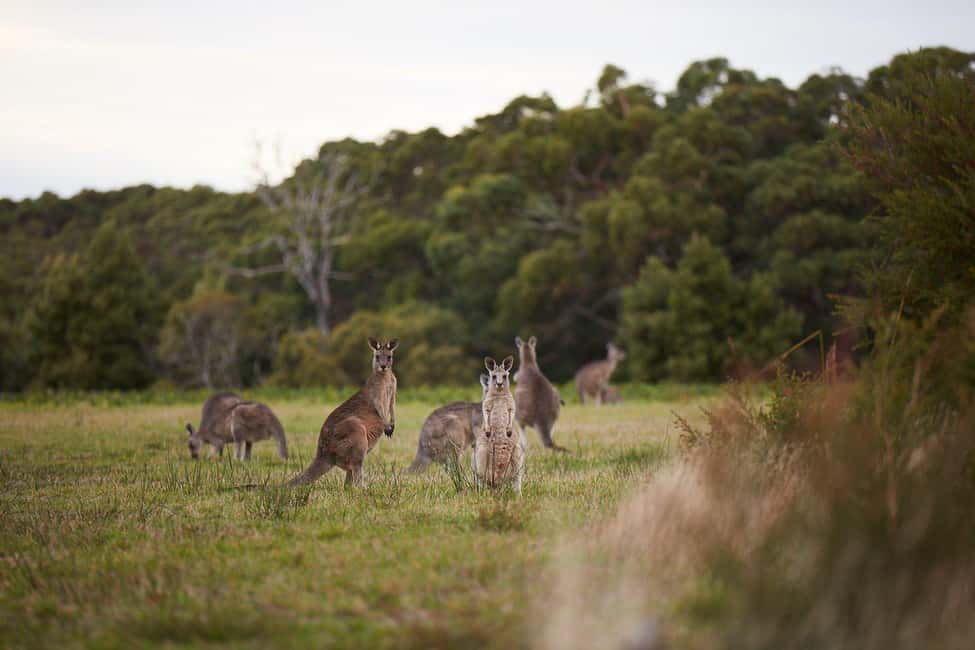 From Melbourne: Great Ocean Road, Dingos, Sparkling & Lunch - The Sum Up