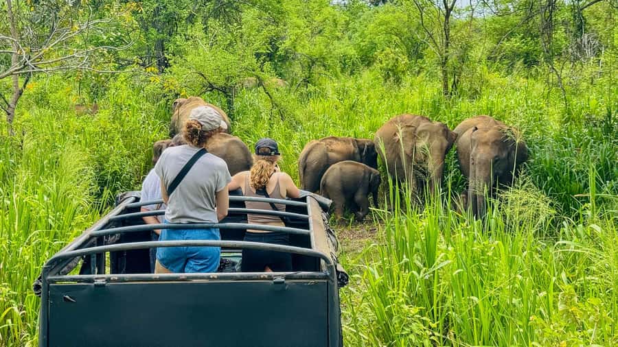 All Inclusive Hurulu Eco Park 3 Hour Elephant Safari Tour - Key Points