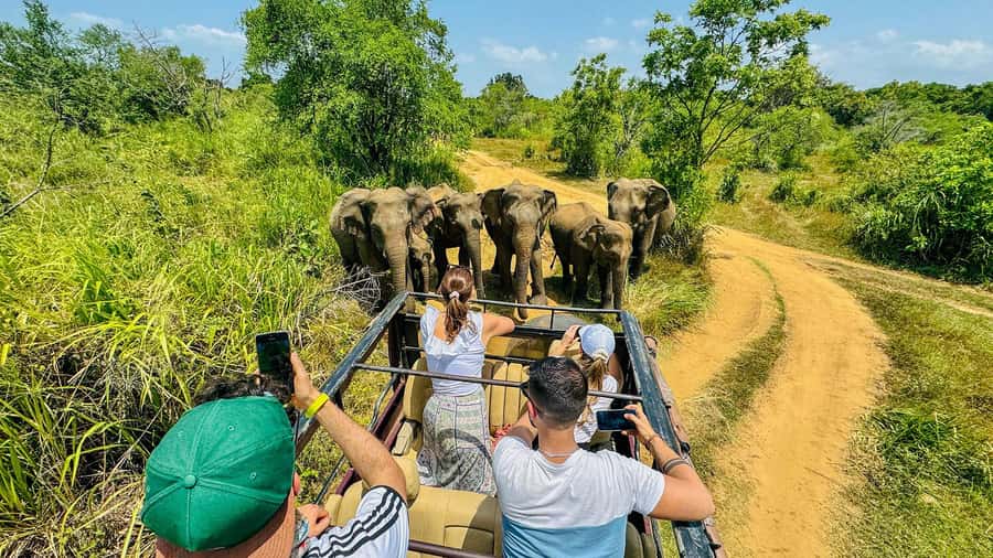 All Inclusive Hurulu Eco Park 3 Hour Elephant Safari Tour - What to Expect from the Tour