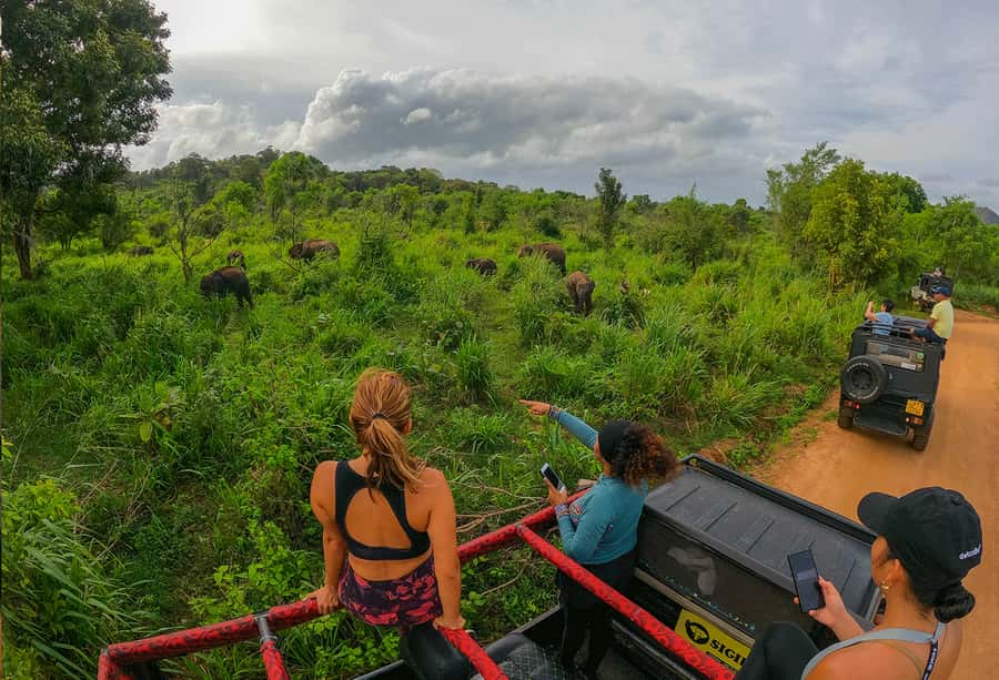 All Inclusive Hurulu Eco Park 3 Hour Elephant Safari Tour - The Sum Up