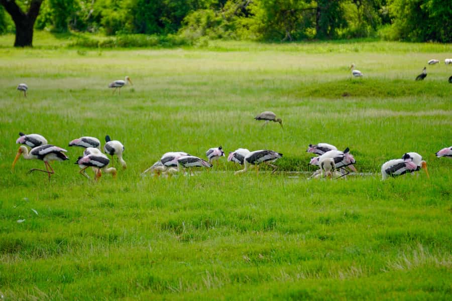 All Inclusive Hurulu Eco Park 3 Hour Elephant Safari Tour - FAQ