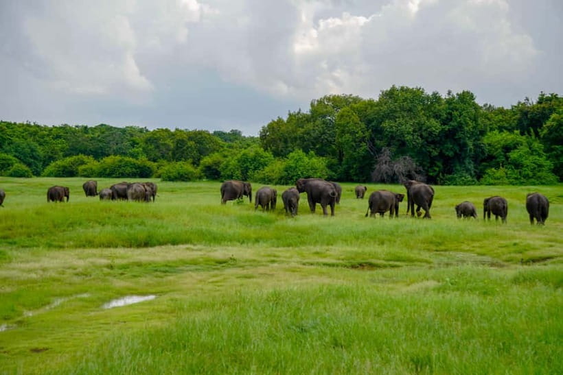 All Inclusive Hurulu Eco Park 3 Hour Elephant Safari Tour - In-Depth Breakdown of the Experience