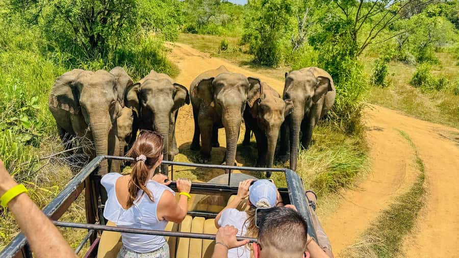 All Inclusive Hurulu Eco Park 3 Hour Elephant Safari Tour - The Value of This Tour