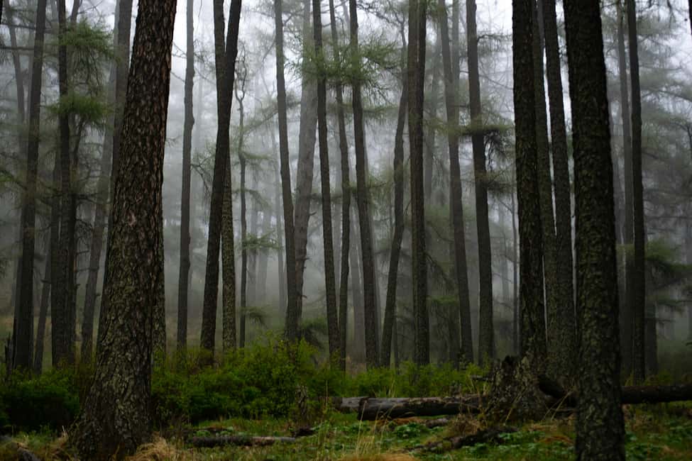 From Rishikesh: Day trek to Shivas Abode in Mystic Himalaya - Practical Tips for Making the Most of Your Trek